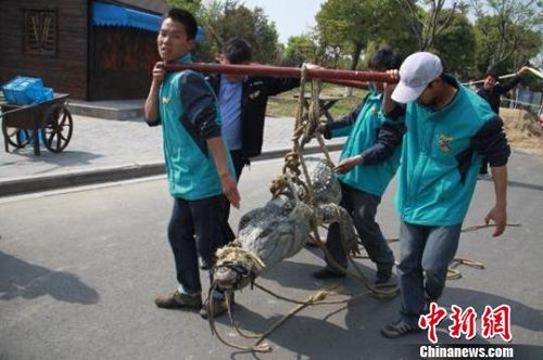 310斤鳄鱼破笼脱逃 特警开枪击毙