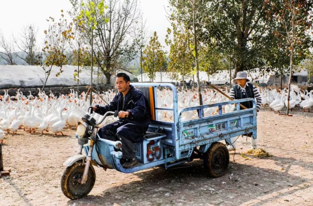 男子患病躺板车三十年，养鹅成他的生存之道_最佳精选落实