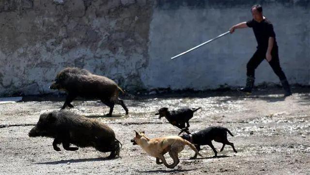 职业野猪猎人月入过万，当事人现身回应_反馈执行和跟进