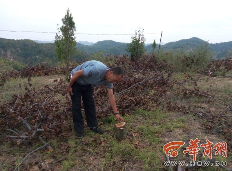 村民上百棵果树一夜被砍光