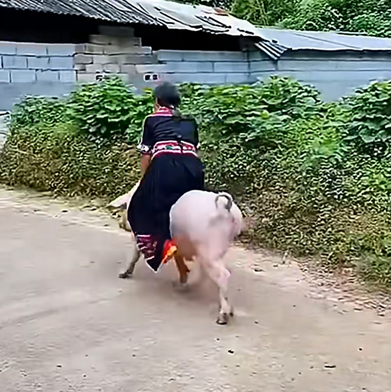 年猪逃脱记，男子骑猪狂飙几十米的惊险瞬间