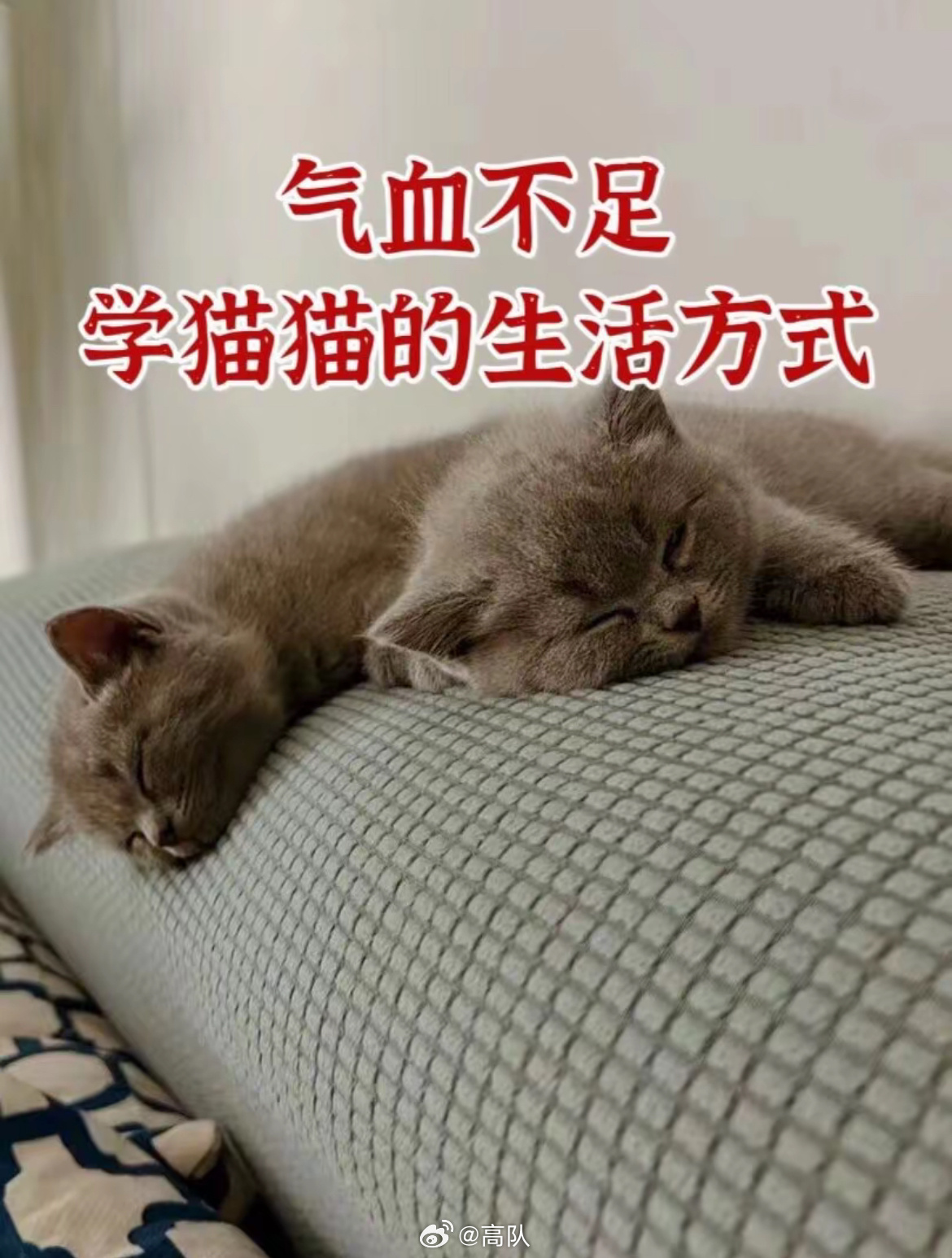 气血不足的人可以学学小猫，舒缓养生之道