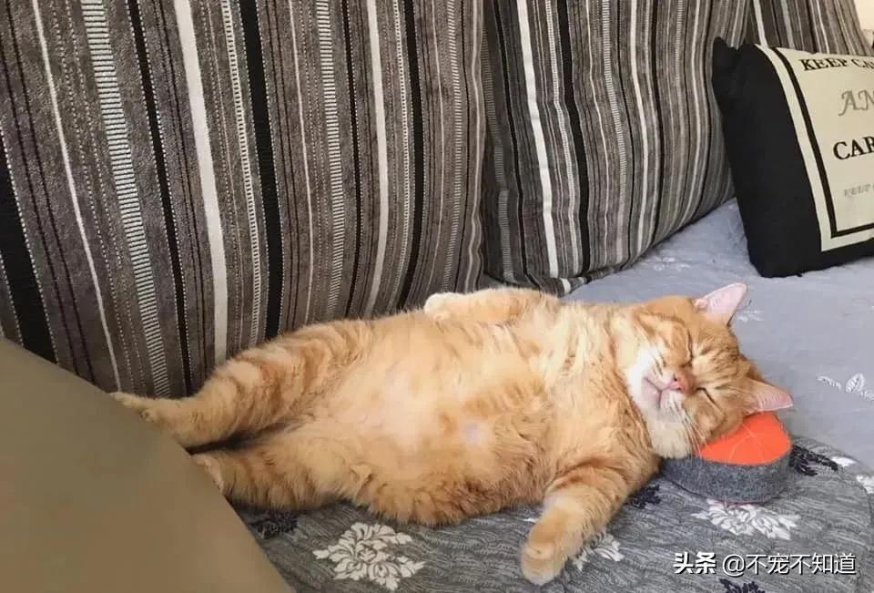 猫咪睡得太沉，主人晃都晃不醒——猫咪的睡眠奥秘