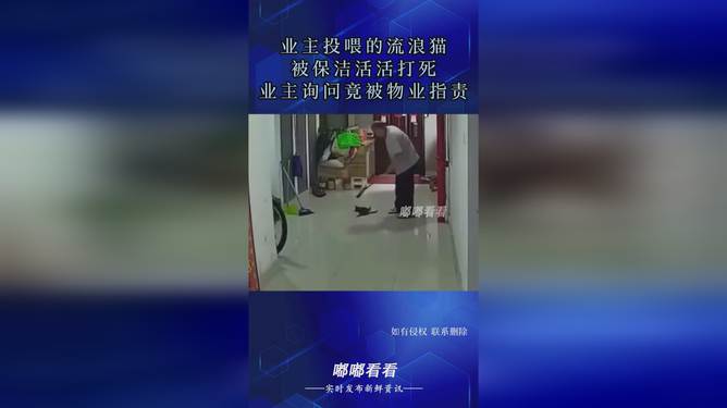 物业打死流浪猫，反思与探讨