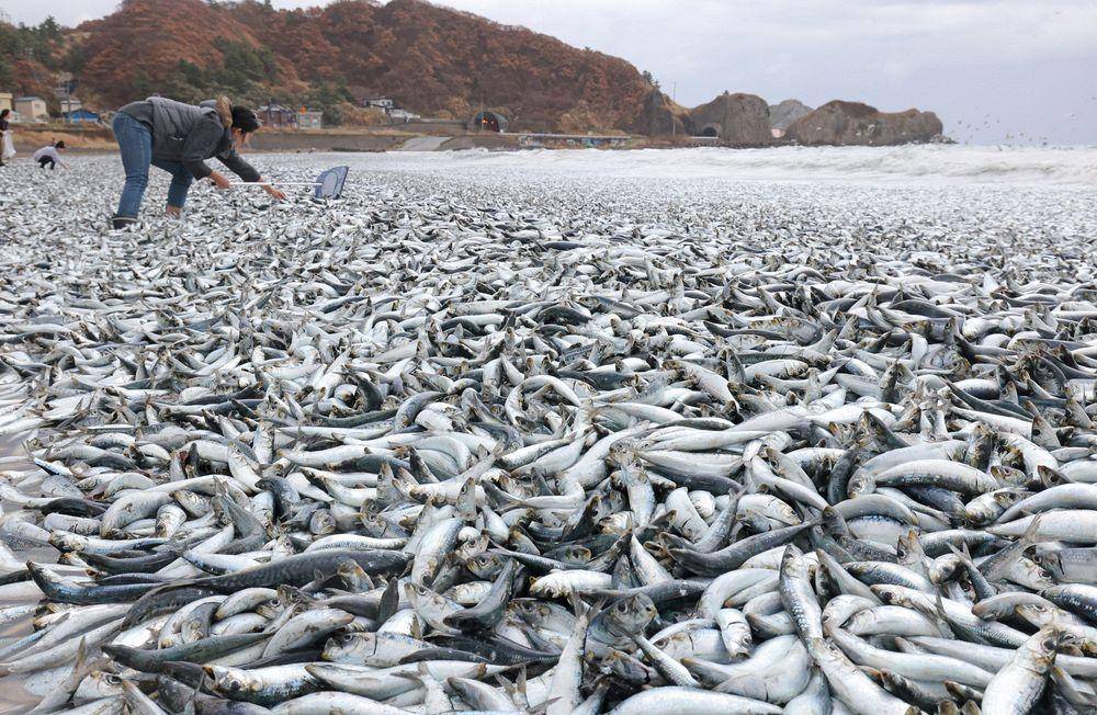 北海道沙滩大量死鱼事件，探究背后的真相与环境警示