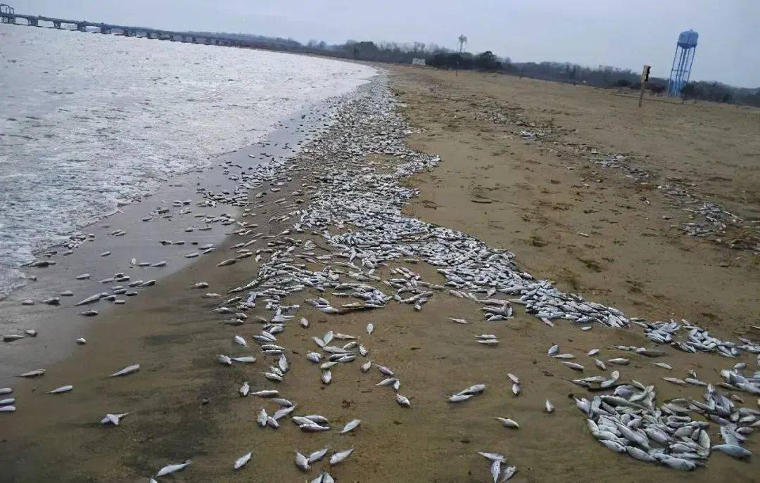 北海道沙滩惊现大量死鱼，揭示海洋生态危机