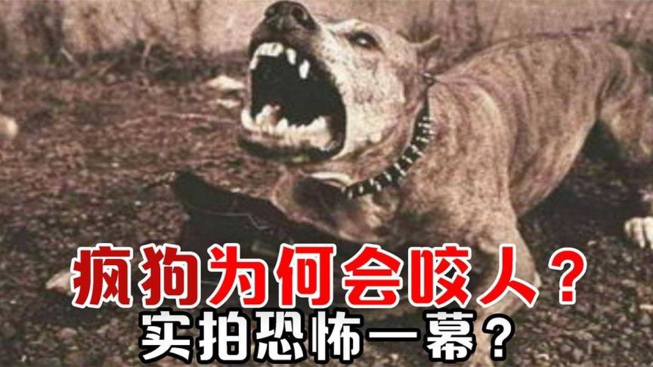 四川现疯狗咬伤数人事件，深度分析与应对之道