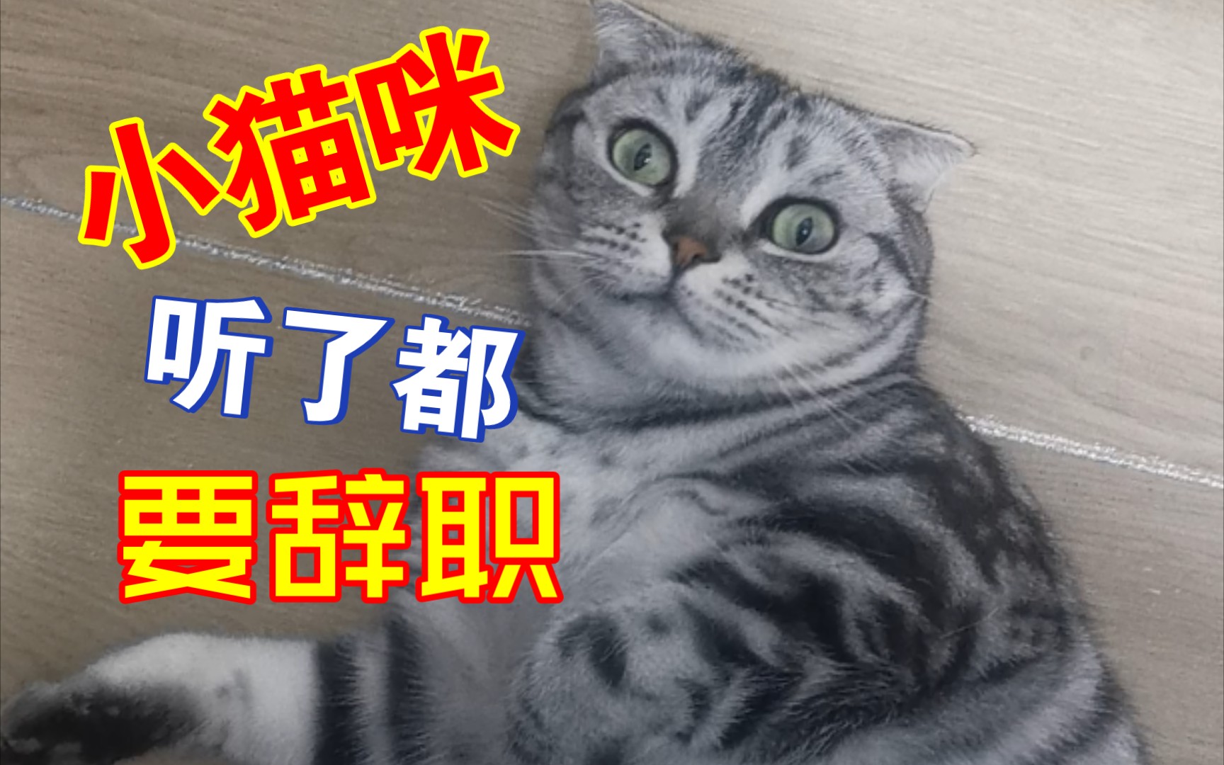 小猫的意外辞职，一场突如其来的改变