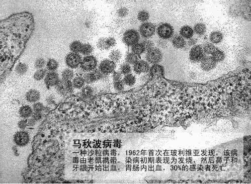 一、引言