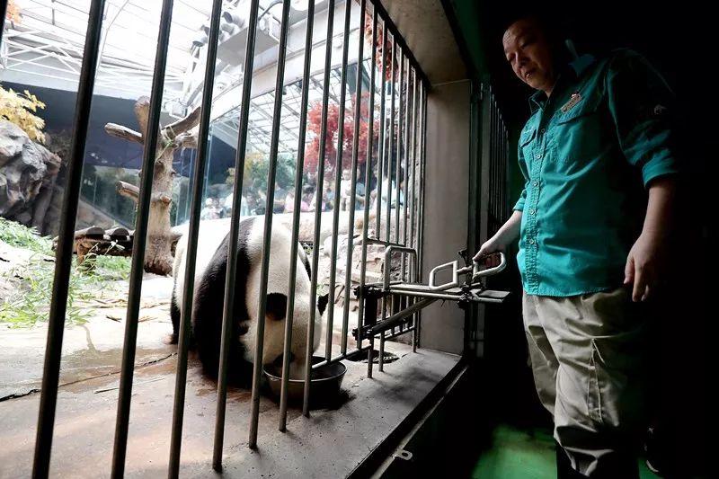 大熊猫古古去世，缅怀一位传奇的生命