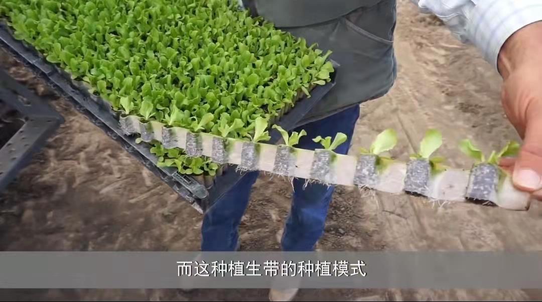 美国网友已经准备屋前屋后种菜的现象与思考