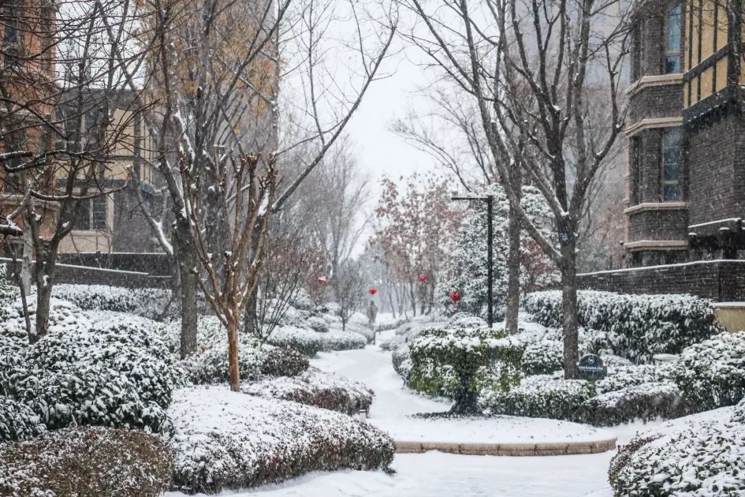 郑州下雪，北国风光的瑰丽篇章