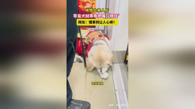 地铁上导盲犬乖乖捂住自己的嘴