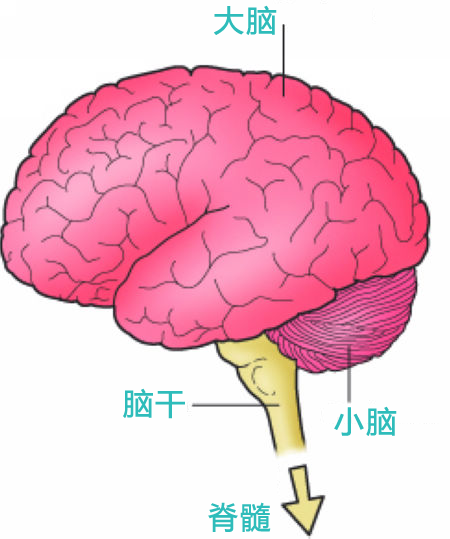 医生揭秘，脑死亡认定的严苛标准——生死边缘的真相探索