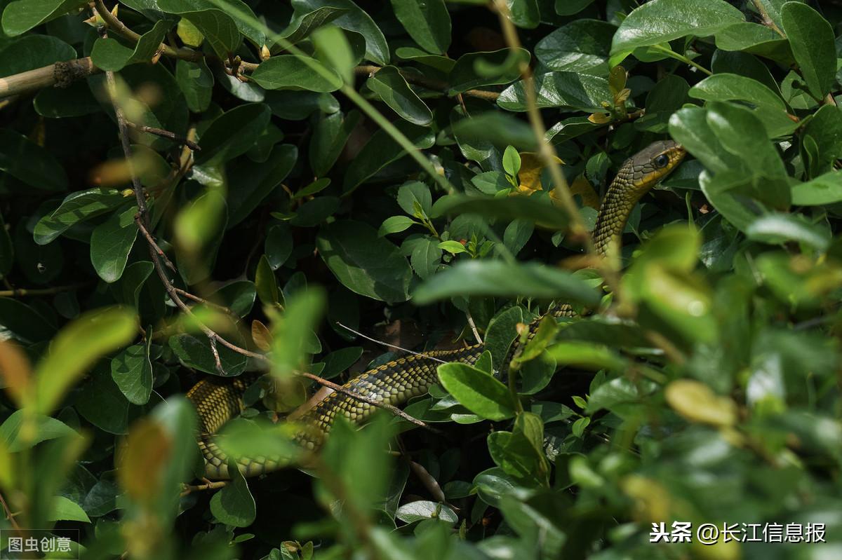 顾客吃粉丝狂加五勺辣椒，老板惊动警方！背后的故事引人深思