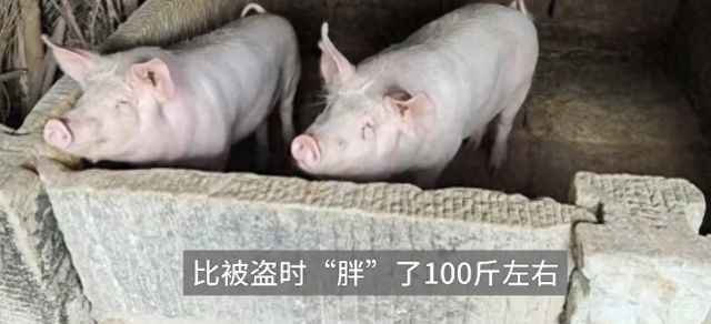 猪被盗3个月后追回胖了100斤