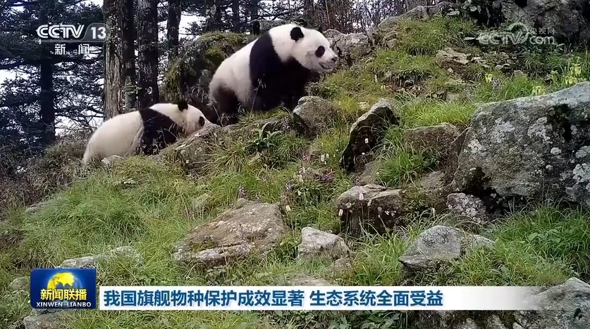 大熊猫野外种群增长