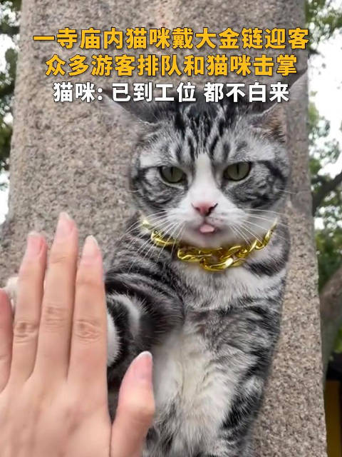 西园寺击掌小猫火了