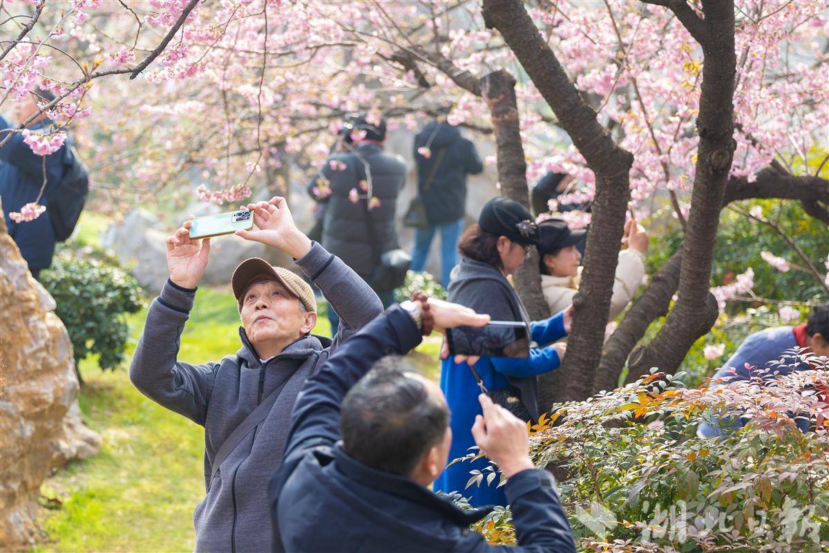 武汉东湖樱花园开园