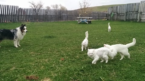 狗养猫咪的有机农场，和谐共生的生态乐园，揭秘其背后的故事与秘密